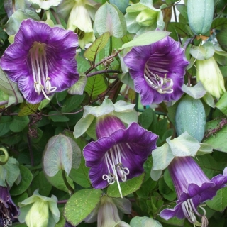 Кобея Сиреневая