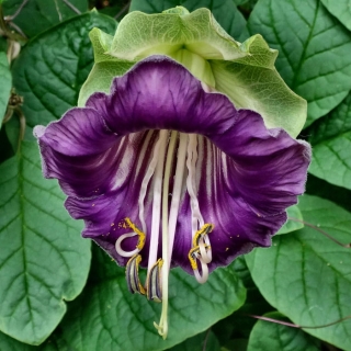 Кобея фиолетовая