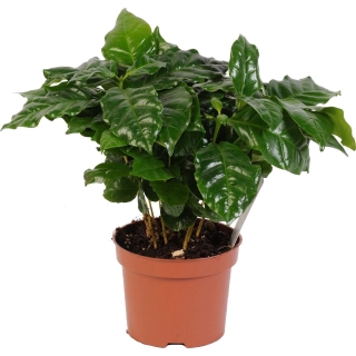 Кофе Арабика (большой пакет)