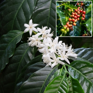 Кофе Утренний Аромат аравийский