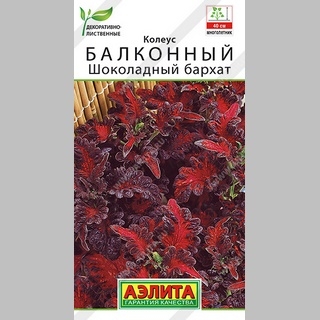 Колеус балконный Шоколадный бархат