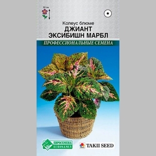 Колеус Джиант Эксибишн Марбл