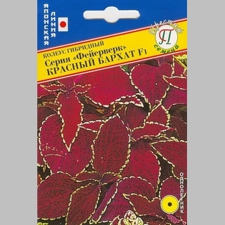 Колеус Фейерверк Красный бархат F1