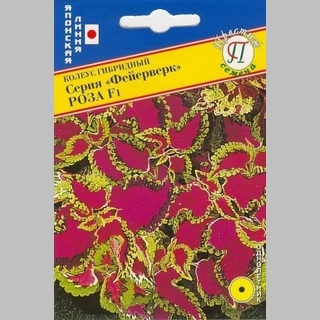 Колеус Фейерверк Роза F1