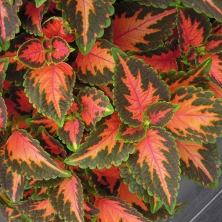 Колеус Визард Коралловый восход