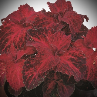 Колеус Радуга Красный бархат F1