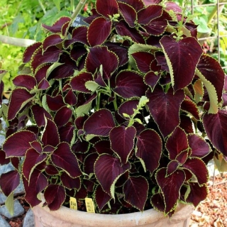 Колеус Премиум Сан Шоколад и мята