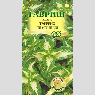 Колеус Тэррено лимонный
