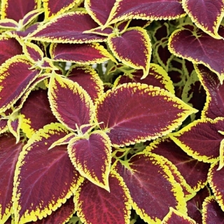 Колеус Визард Скарлет