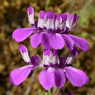 Коллинсия Незнакомка (разнолистная)