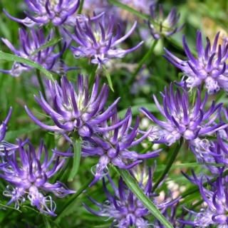 Кольник Шейхцера (большой пакет)