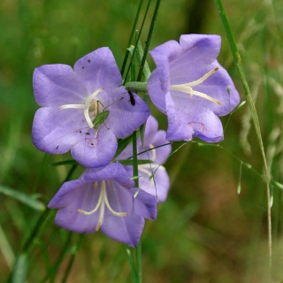 Колокольчик Горное озеро (персиколистный)