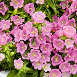 Колокольчик Розовый Фарфор средний