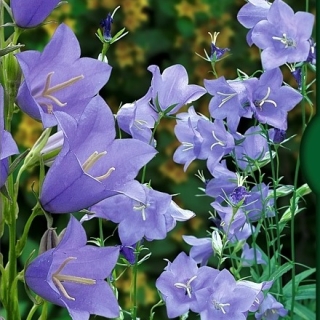 Колокольчик Звонкая прелесть (кампанула)
