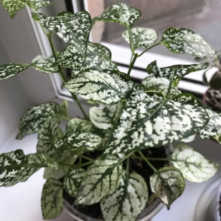 Гипоестес Конфетти Белый