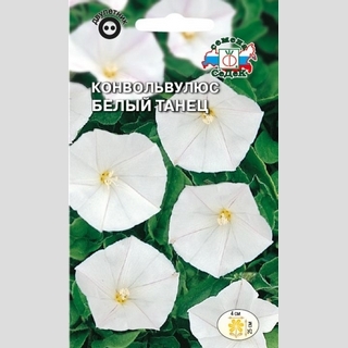 Конвольвулюс Белый Танец