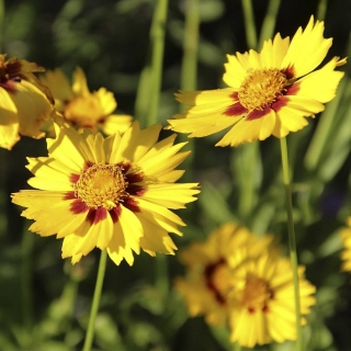 Кореопсис Кавалер