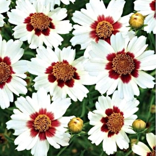 Кореопсис Невероятный! водоворот