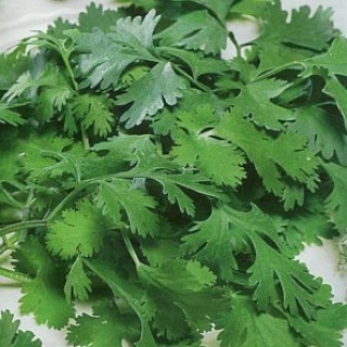 Кориандр Венера