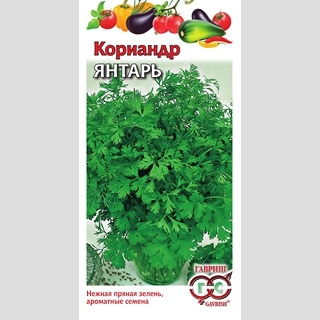 Кориандр Янтарь