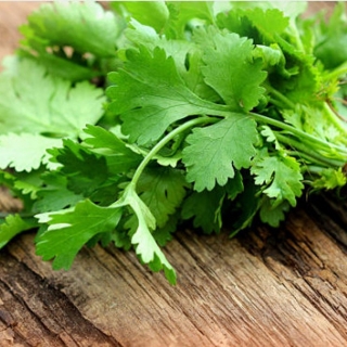 Кориандр Шашлычный (кинза)