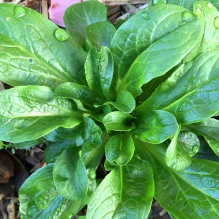 Салат Сирилла (полевой)