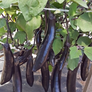 Баклажан Король Севера F1 (Cеверные Овощи)