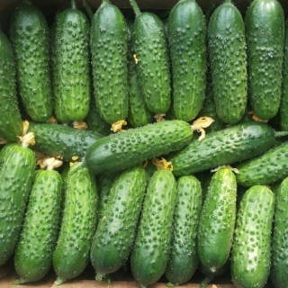 Огурец Северная корона F1