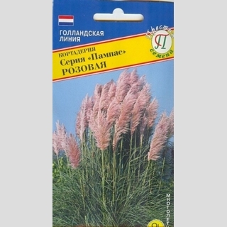 Кортадерия Пампас Розовая