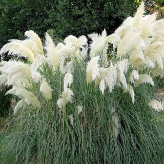 Пампасная трава Белый Шлейф