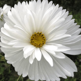 Космея Белый Танец дваждыперистая