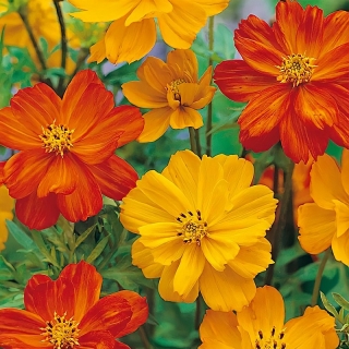 Космея Лисенок