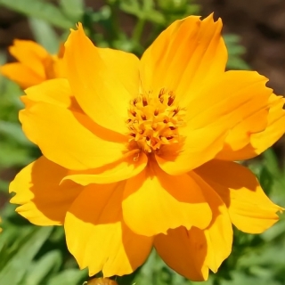 Космея Золотая долина