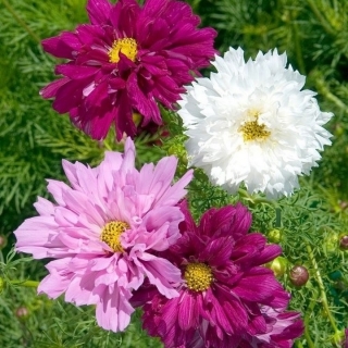 Космея Радужные переливы махровая