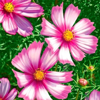 Космея Тип Топ Пикоти (дваждыперистая)