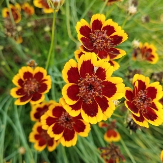 Космидиум Брюнет