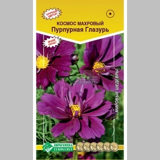 Космос Пурпурная Глазурь махровый