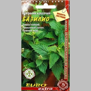 Котовник Базилио кошачий