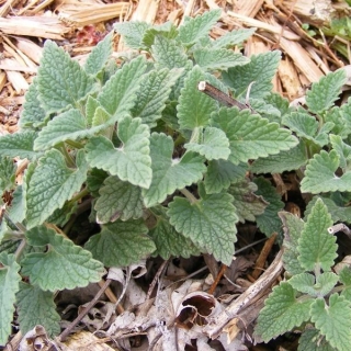 Котовник Базилио кошачий