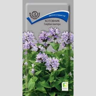 Котовник Голубая пантера