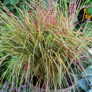 Ковыль Павлиний хвост