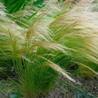 Ковыль Тончайший (большой пакет)