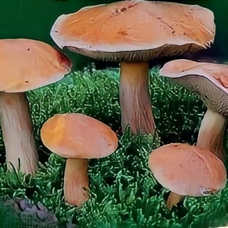 Грибы - Козляк Решетник на зерновом субстрате (мицелий) 15 мл (большой пакет)