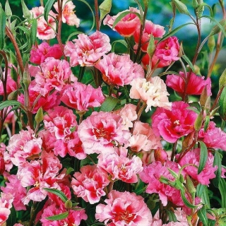 Годеция Красавица махровая смесь