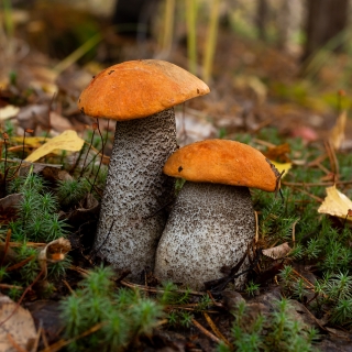 Грибы - Красноголовик Еловый (мицелий) 30мл (большой пакет)