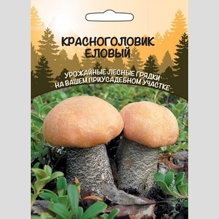 Грибы - Красноголовик Еловый (мицелий) 30мл (большой пакет)
