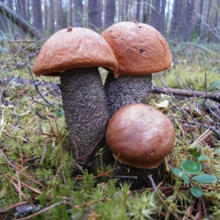 Грибы - Красноголовик Сосновый (мицелий) 30мл  (большой пакет)