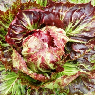 Салат Красный айсберг