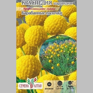 Краспедия Барабанные палочки шаровидная