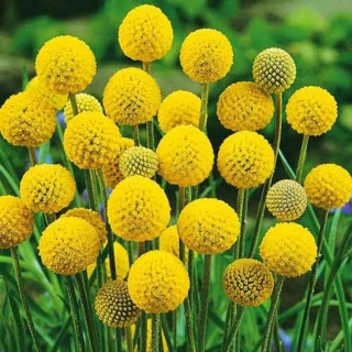 Краспедия Билли Батон шаровидная